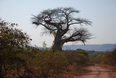 Zur Fotogalerie Afrika