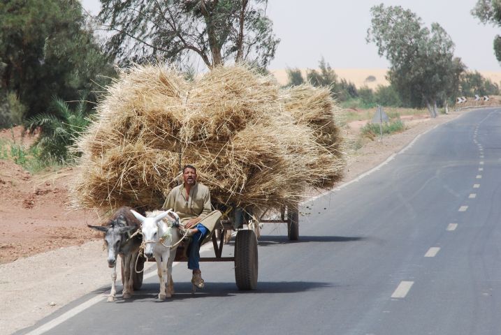 Strohtransport in El Kharga