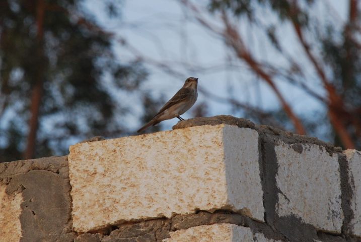 Spotted Flycatcher (Grauschnäpper)