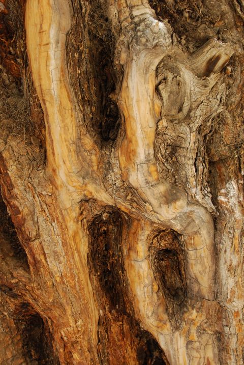 Uralter Olivenbaumstamm