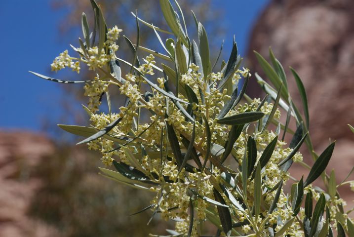 Olivenblüten
