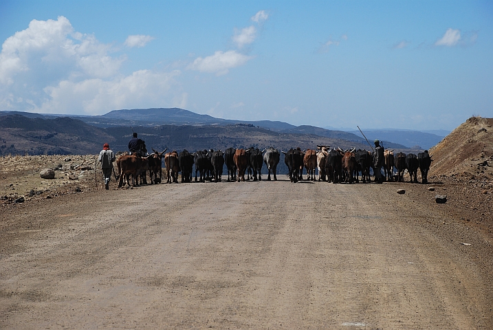Wieder einmal versperren Kuhhirten mit ihrer Herde die Strasse