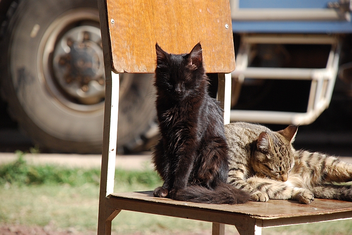 Zwei Kätzchen geniessen die morgendlichen Sonnenstrahlen bei Wim’s