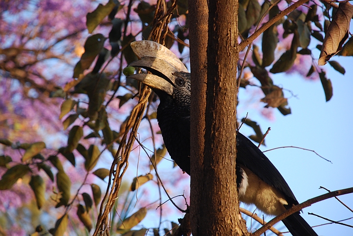 Silvery-cheeked Hornbill (Silberwangen-Hornvogel) (m)