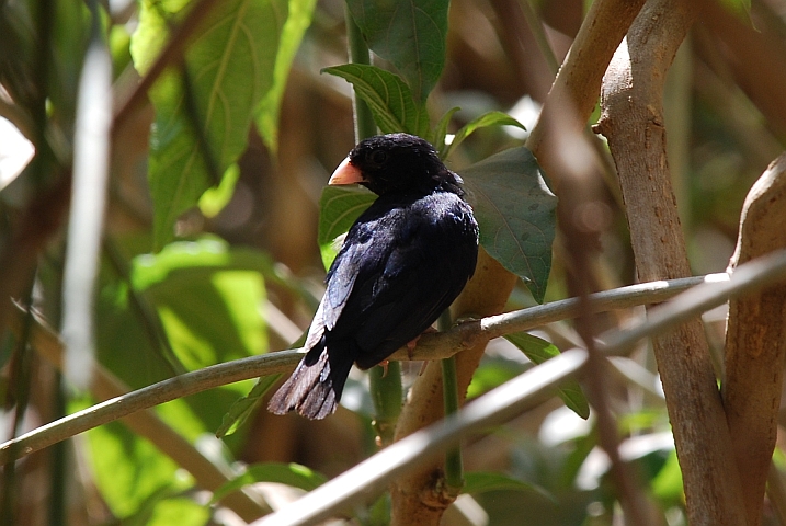 Village Indigobird (Rotfuss-Atlaswitwe) (m)