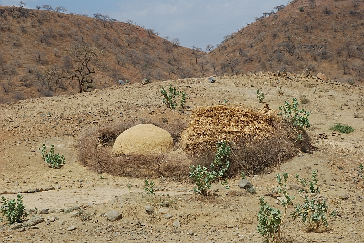 Mit stachligem Buschwerk geschützter Teff-Vorrat südlich von Adwa