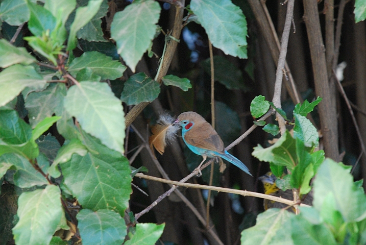 Red-cheeked Cordonbleu (Schmetterlingsastrild) (m)