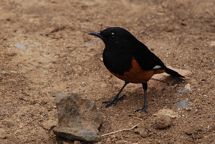White-winged Cliff-chat (Spiegelschmätzer) (m)