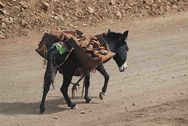 Ein Esel, auch in Äthiopien ein unentbehrlicher Helfer, transportiert Baumaterial