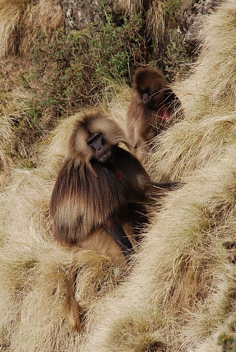 Gelada-Paviane im Simien Nationalpark