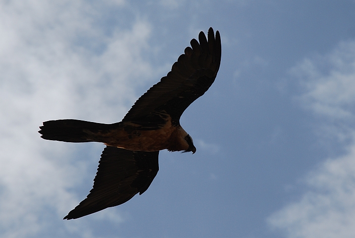Bearded Vulture (Bartgeier)