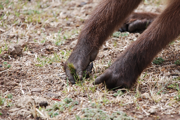 Ein Gelada pflückt mit seinen Fingern Gras