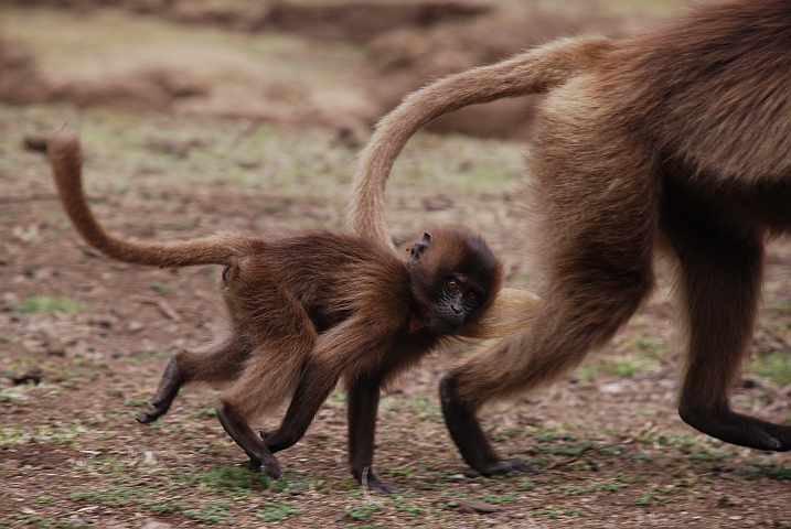 Kleiner Gelada Baboon