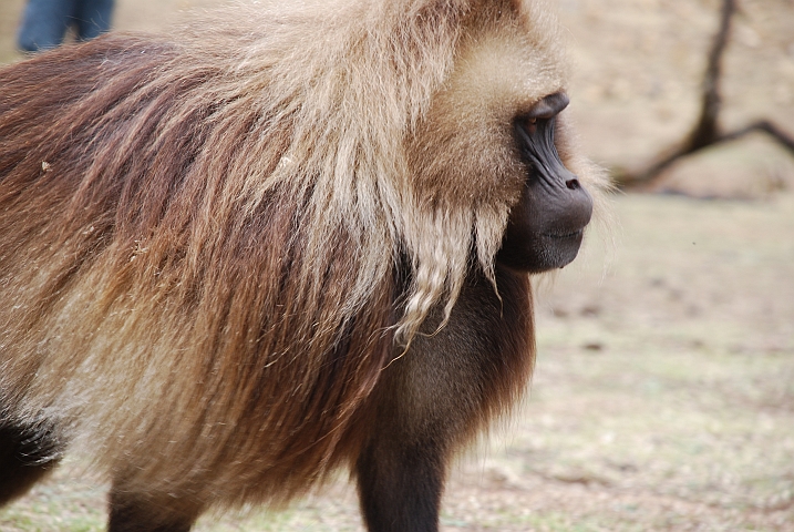 Ein Gelada-Männchen