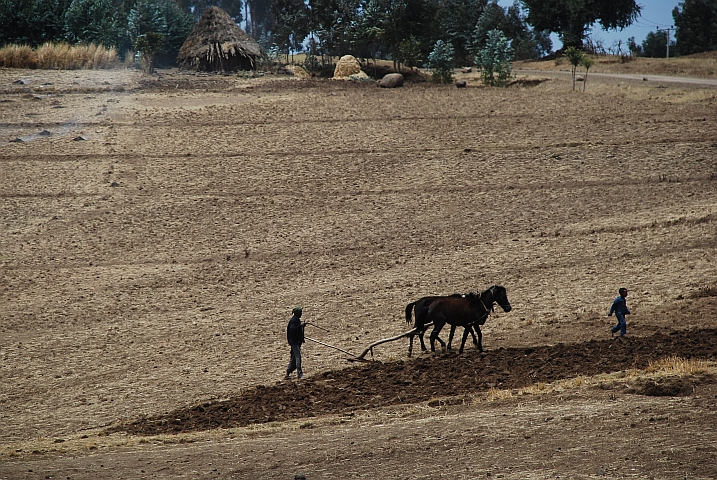 Ein Bauer bestellt mit seinem Pferd bei Debark, nördlich von Gonder, sein Feld