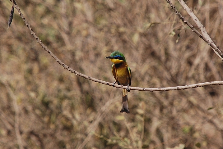 Cinnamon-chested Bee-eater (Bergspint) oder Blue-breasted Bee-eater (Blaubrustspint)?