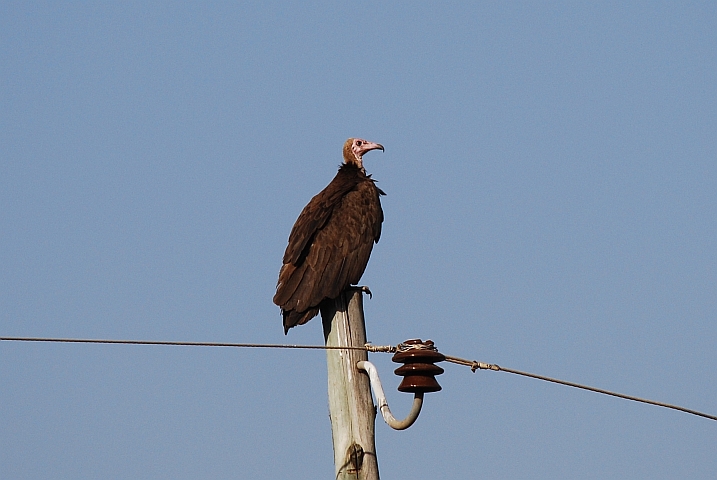 Hooded Vulture (Kappengeier)