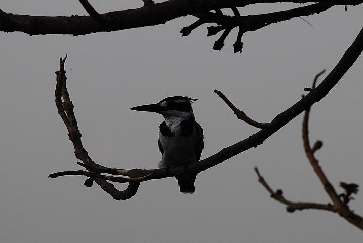 Pied Kingfisher (Graufischer) (f)