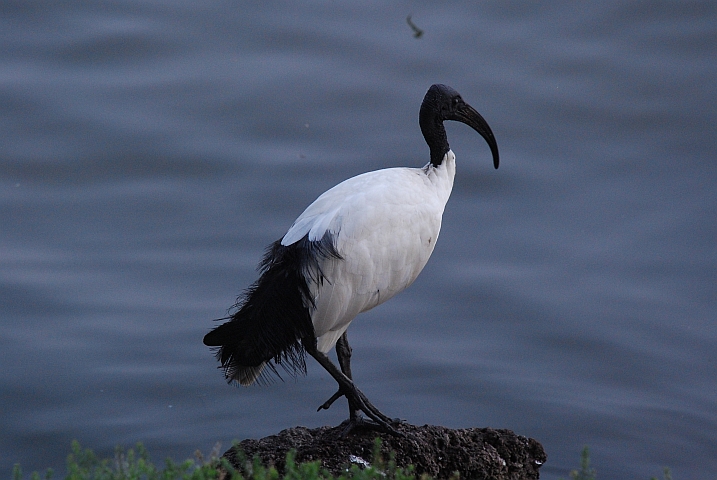 Sacred Ibis (Heiliger Ibis)
