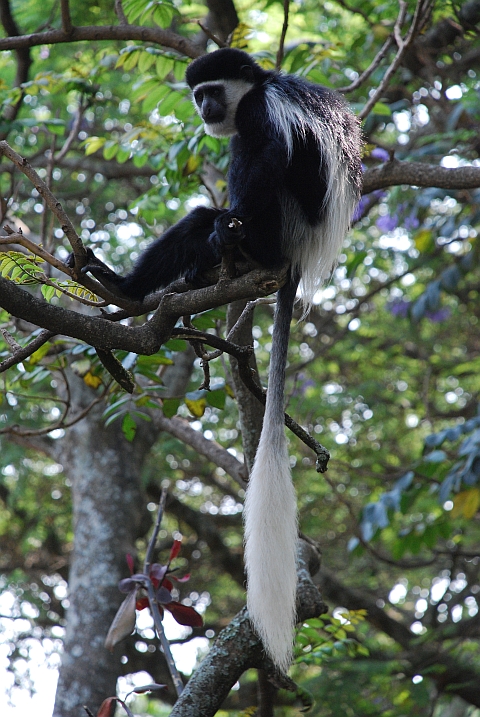 Die Mantelaffen, auch Guereza genannt, sind eine Art der Stummelaffen