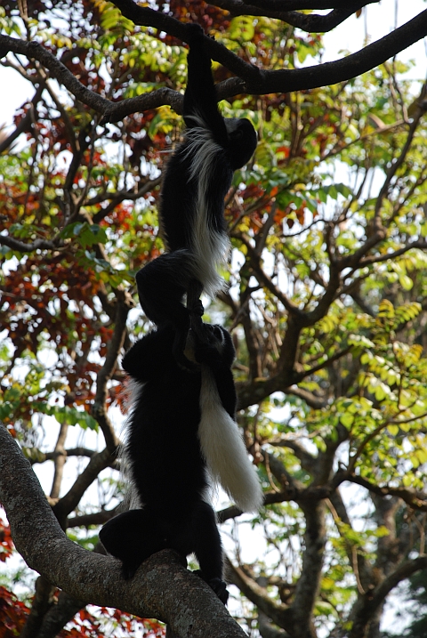 Zwei im Baum spielende Mantelaffen