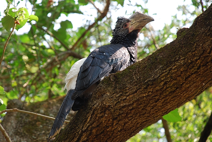 Silvery-cheeked Hornbill (Silberwangen-Hornvogel) (f)