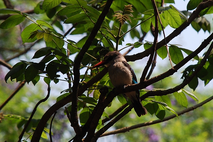 Woodland Kingfisher (Senegalliest)