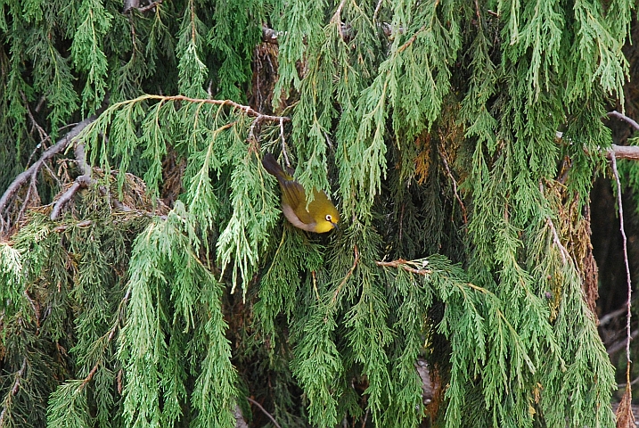 Broad-ringed White-eye (Bergbrillenvogel)