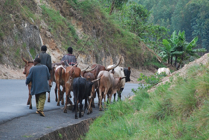 Hirten mit ihrer Rinderherde unterwegs zwischen Muramvya und Bujumbura