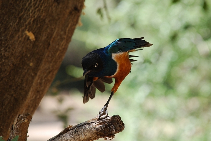 Superb Starling (Dreifarben-Glanzstar)