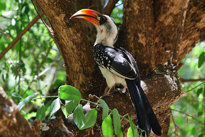 Jackson’s Hornbill (Jackson-Toko)
