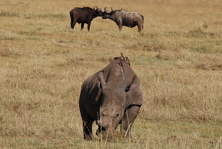 Breitmaulnashorn mit Rotschnabel-Madenhackern