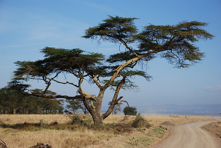 Baum im Lake Nakuru Nationalpark