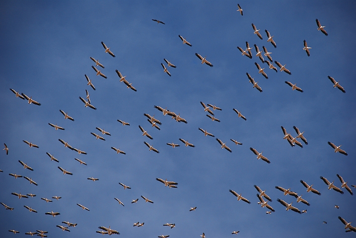 Viele Great White Pelicans (Rosapelikane) segeln im Aufwind über dem Lake Nakuru Nationalpark