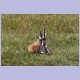 Sitzende Thomson’s Gazelle