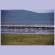 Flamingos am Lake Nakuru