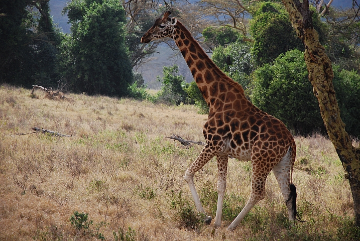 Giraffe