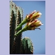 Kaktusblüten