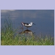 Black-winged Stilt (Stelzenläufer)