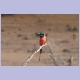 Northern Carmine Bee-eater (Scharlachspint)