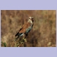 European Roller (Blauracke)