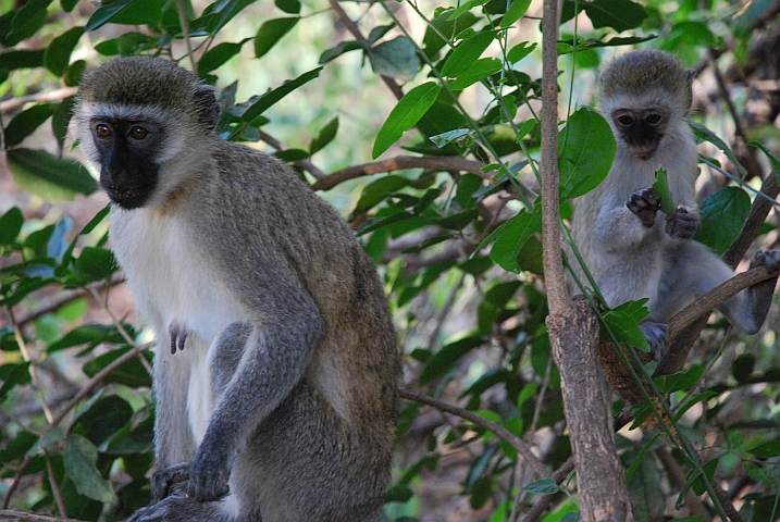 Meerkatze mit ihrem Jungen