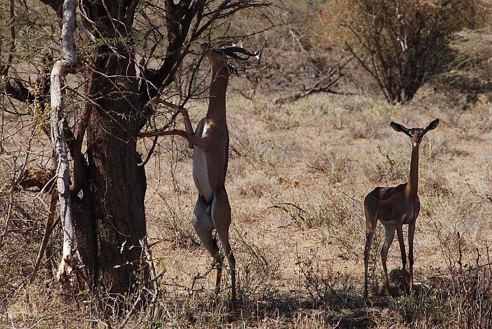 Gerenuk Gazellenpaar im Samburu Nationalreservat