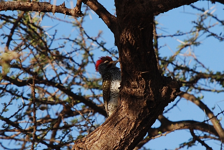 Nubian Woodpecker (Nubierspecht) (m)