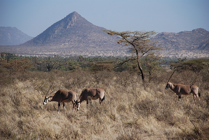 In der trockenen Savanne des Buffalo Springs Reservates gibt es auch wieder Oryx zu sehen
