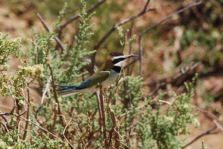 White-throated Bee-eater (Weisskehlspint)