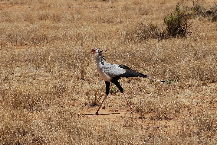 Secretarybird (Sekretär)