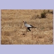 Secretarybird (Sekretär)