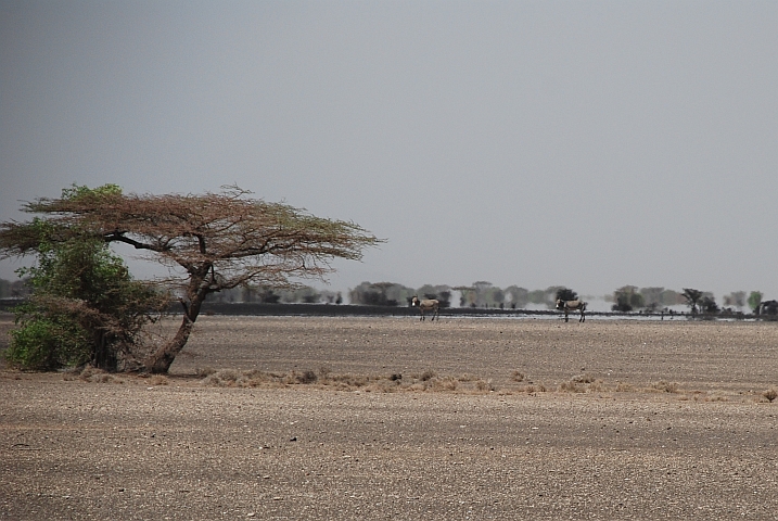 Verlorene Esel in der glühenden Landschaft zwischen Loiyangalani und North Horr