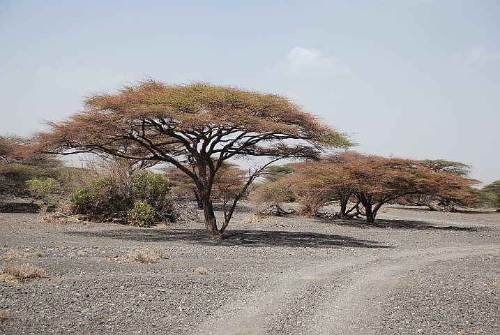 Zwei schöne Akazien zwischen Loiyangalani und North Horr